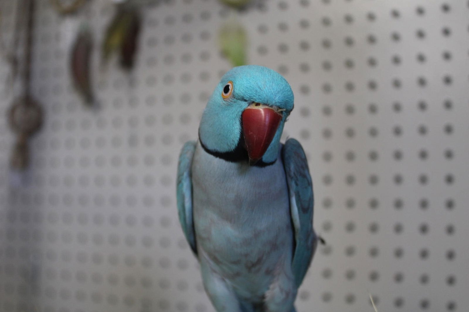 adoptable Bird in Edgerton, WI named Oatmeal