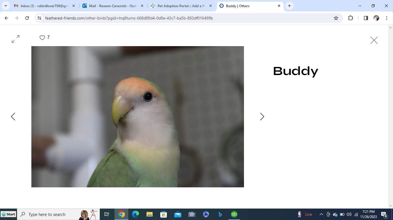 adoptable Bird in Edgerton, WI named Buddy