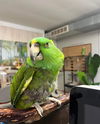 adoptable Bird in  named Arthur