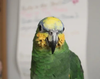 adoptable Bird in edgerton, WI named Gizmo