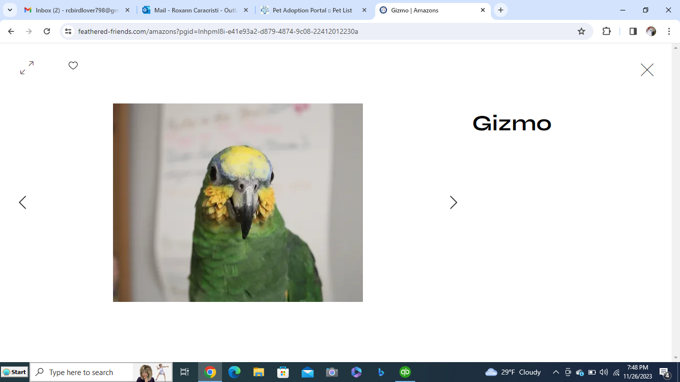 adoptable Bird in Edgerton, WI named Gizmo