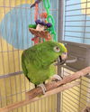 adoptable Bird in  named Bubba