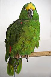 adoptable Bird in Edgerton, WI named Bubba