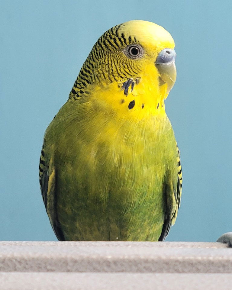 adoptable Bird in Edgerton, WI named Budgie Pair