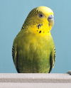 adoptable Bird in Edgerton, WI named Budgie Pair