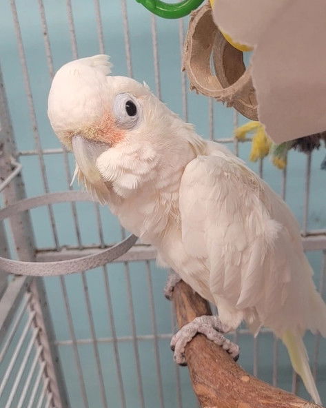 adoptable Bird in Edgerton, WI named Puddin