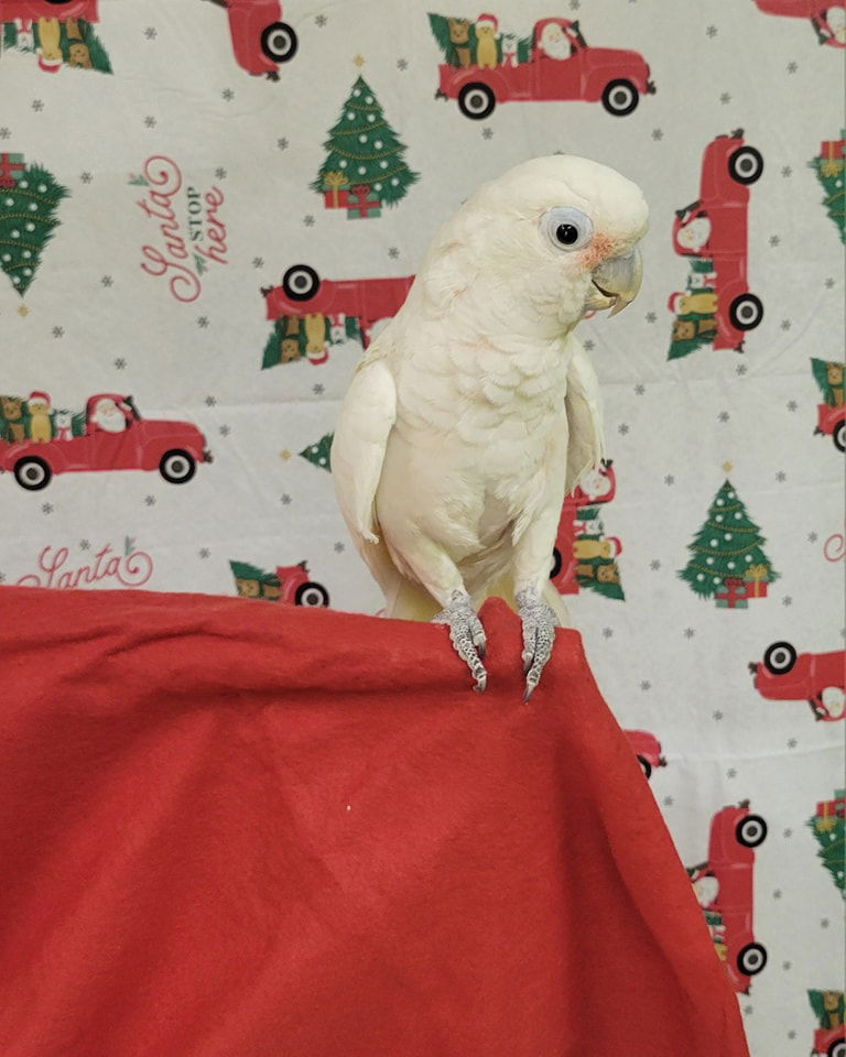 adoptable Bird in Edgerton, WI named Charlie