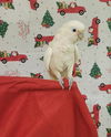 adoptable Bird in  named Charlie