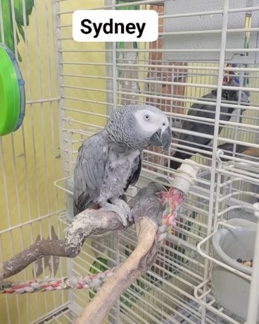 adoptable Bird in Edgerton, WI named Sydney