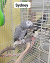 adoptable Bird in edgerton, WI named Sydney