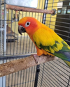adoptable Bird in edgerton, WI named Marlo