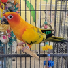 adoptable Bird in edgerton, WI named Sunshine