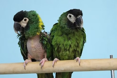 adoptable Bird in Edgerton, WI named George & Max