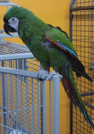 adoptable Bird in Edgerton, WI named Coco