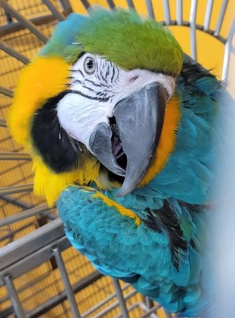 adoptable Bird in Edgerton, WI named Morgan