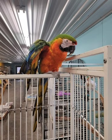 adoptable Bird in Edgerton, WI named Koda