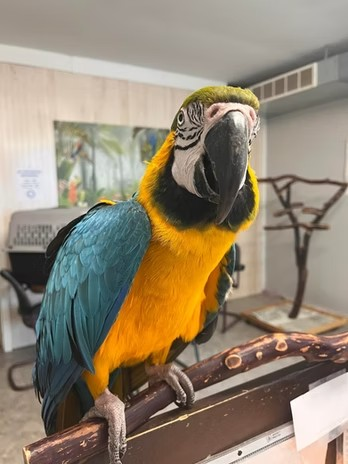 adoptable Bird in Edgerton, WI named Marco