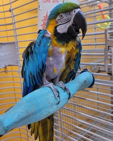 adoptable Bird in Edgerton, WI named Jessie