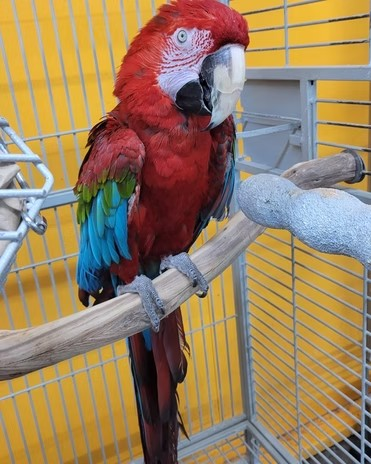 adoptable Bird in Edgerton, WI named Fred