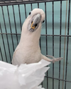 adoptable Bird in  named Buddy