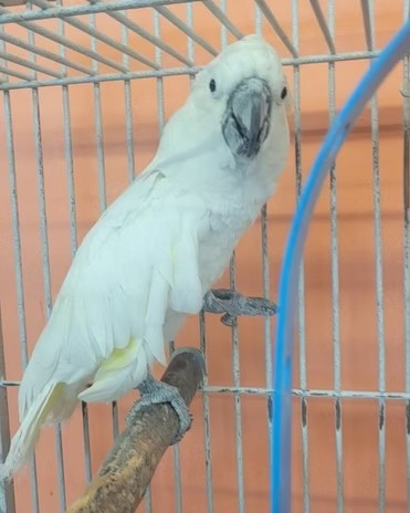 adoptable Bird in Edgerton, WI named Big Boy