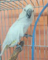 adoptable Bird in  named Big Boy