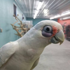 adoptable Bird in  named Star