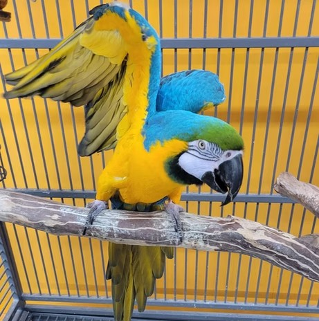 adoptable Bird in Edgerton, WI named Benji