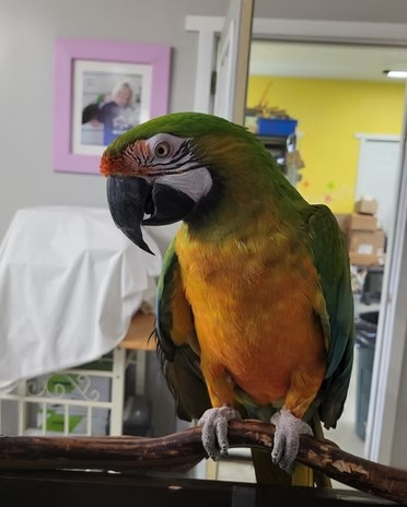 adoptable Bird in Edgerton, WI named Savannah