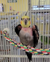 adoptable Bird in  named Snickers