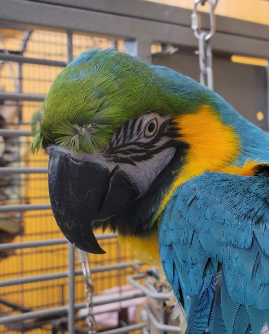 adoptable Bird in Edgerton, WI named Maui