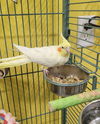 adoptable Bird in  named Peach