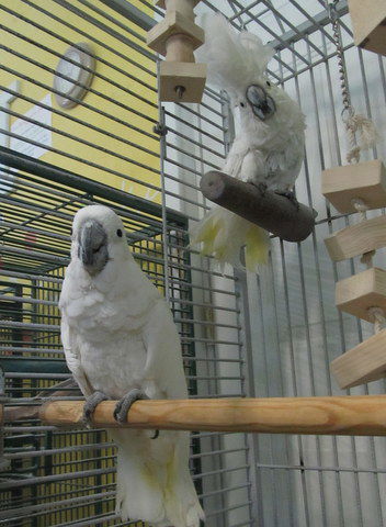 adoptable Bird in Edgerton, WI named BooBoo & Sweetie