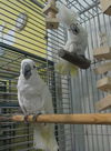 adoptable Bird in  named BooBoo & Sweetie