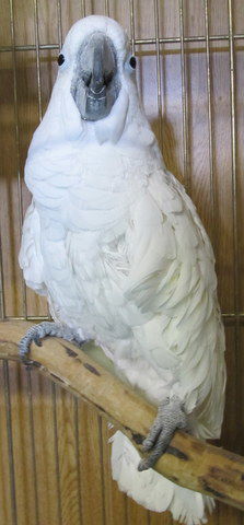 adoptable Bird in Edgerton, WI named Casper