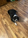Snooks (a courtesy listing in Lafayette, IN)