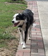 Moe (a Courtesy Listing in Fairview TN)