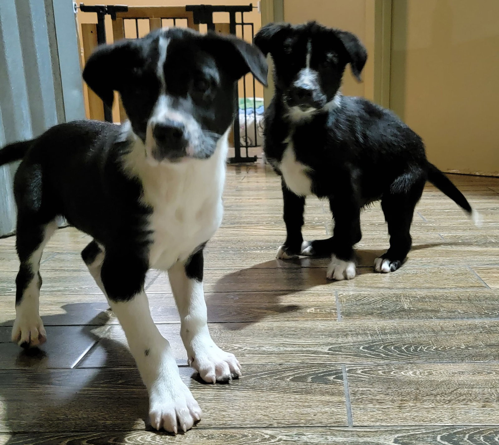 Dog for Adoption Gemini, a Border Collie in Munster, IN Alpha Paw