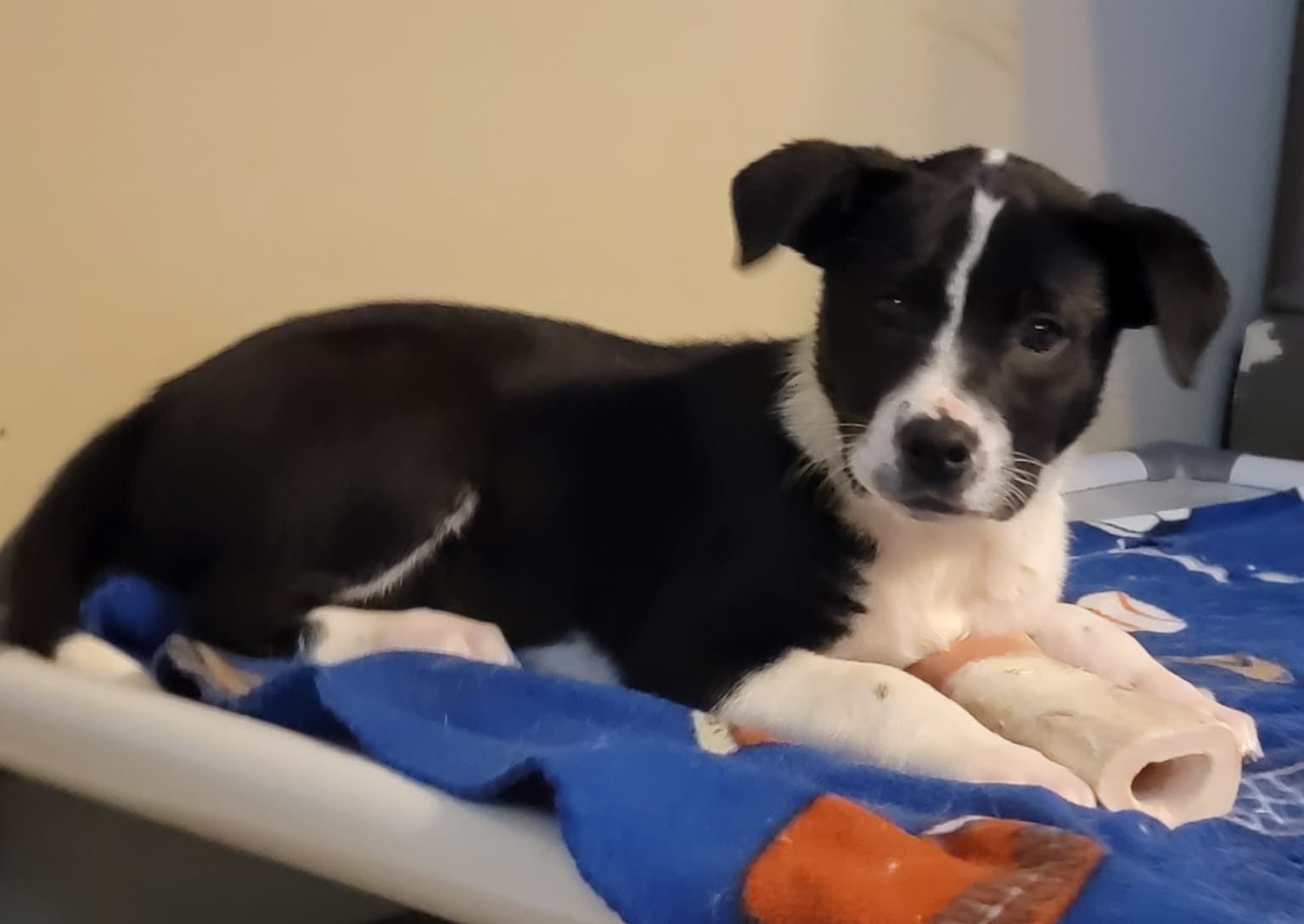 Dog for Adoption Gemini, a Border Collie in Munster, IN Alpha Paw