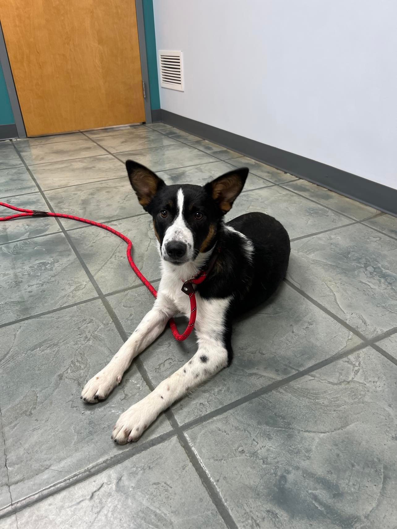 Dog for Adoption Sway, a Border Collie in Laporte, IN Alpha Paw