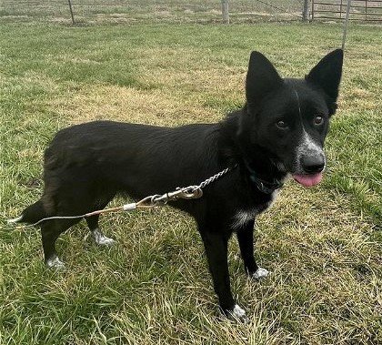 adoptable Dog in Urbana, IL named Shaka