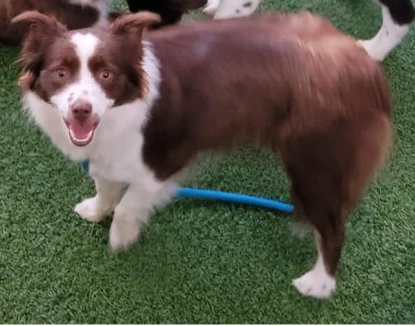 adoptable Dog in Highland, IL named Crimson