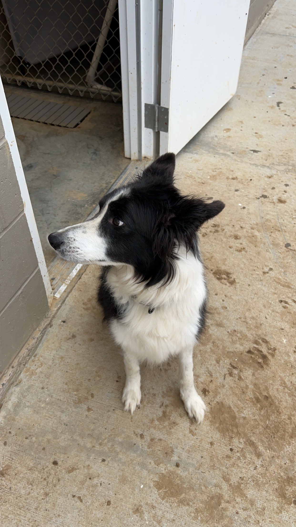 adoptable Dog in Highland, IL named Rocky, a courtesy listing in Boonville, MO