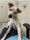 adoptable Dog in , IN named Toast
