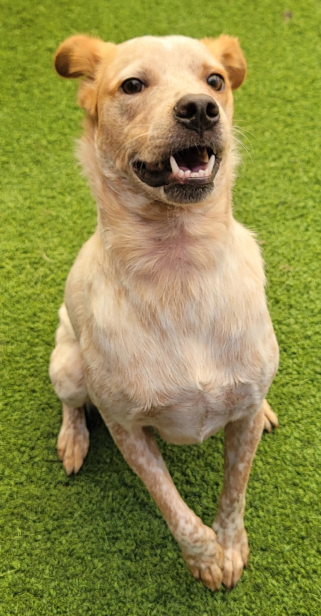 Yellow lab australian cattle dog fashion mix