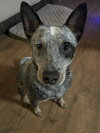 Leroy