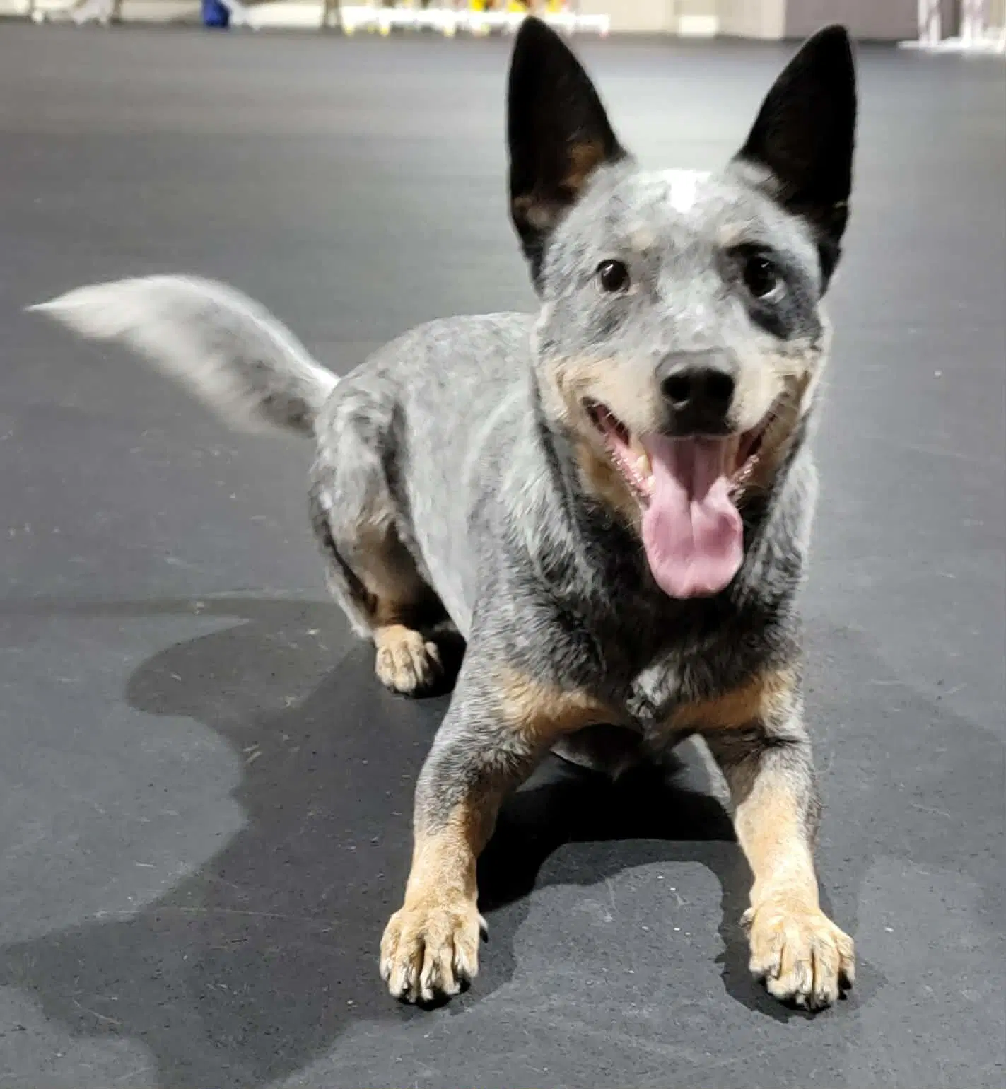 Leroy - Australian Cattle Dog/Blue Heeler