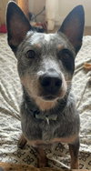 Leroy