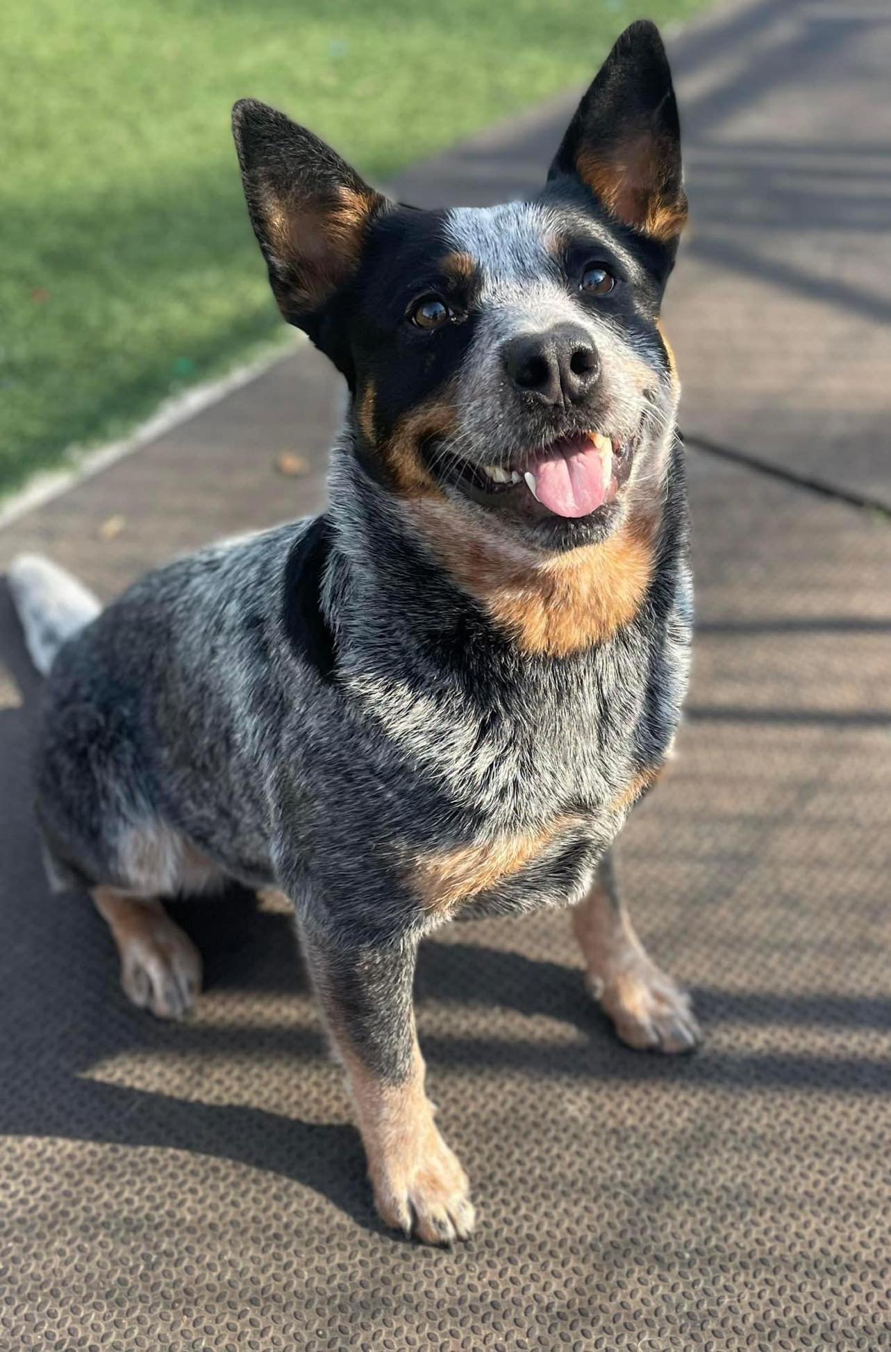 adoptable Dog in Highland, IL named Chloe