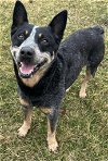 adoptable Dog in highland, IL named Zip